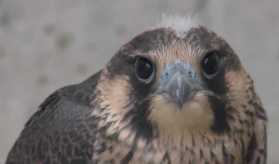 Veolia FalconCam – Peregrine Falcons