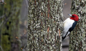 Schlitz Audubon Nature Center – Bird Feeder Cam