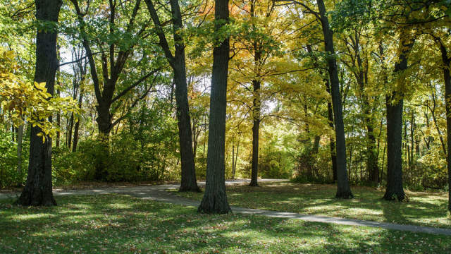 Jackson Park - Trees
