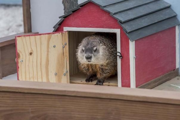 Milwaukee County Zoo Photo of Gordy the Groundhog