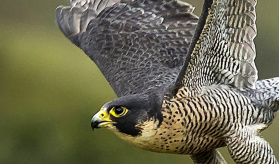 WEC Energy Group – Peregrine Falcons