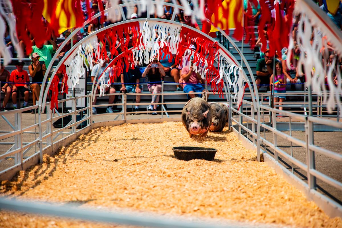 Pig Races