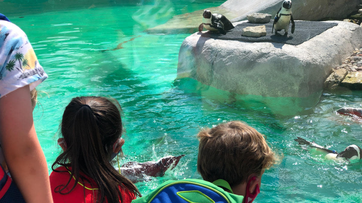 Children watching the penguins at the Racine Zoo