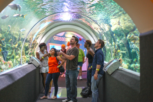 A group of museum guests marveling at the aquarium tunnel they are walking through.
