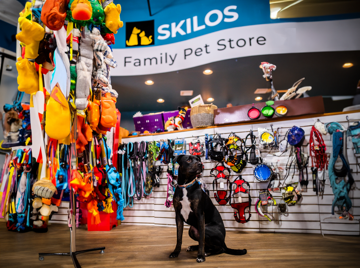 a dog sitting in the pet store